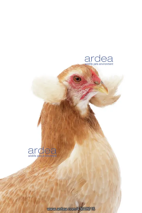  : Wheaten Ameraucana Chicken hen
