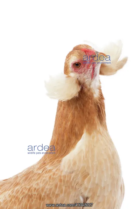  : Wheaten Ameraucana Chicken hen