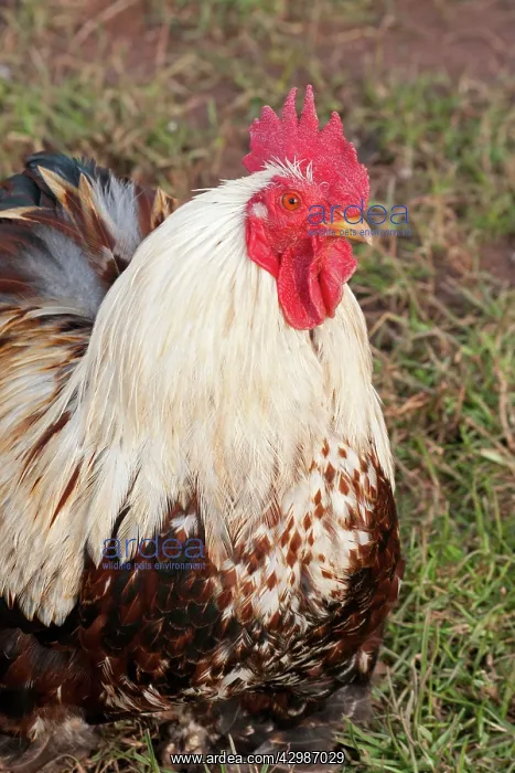  : Wheaten Bantam - male