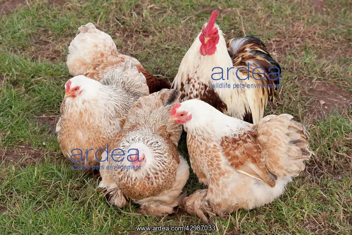  : Wheaten Bantam - male & female Chickens