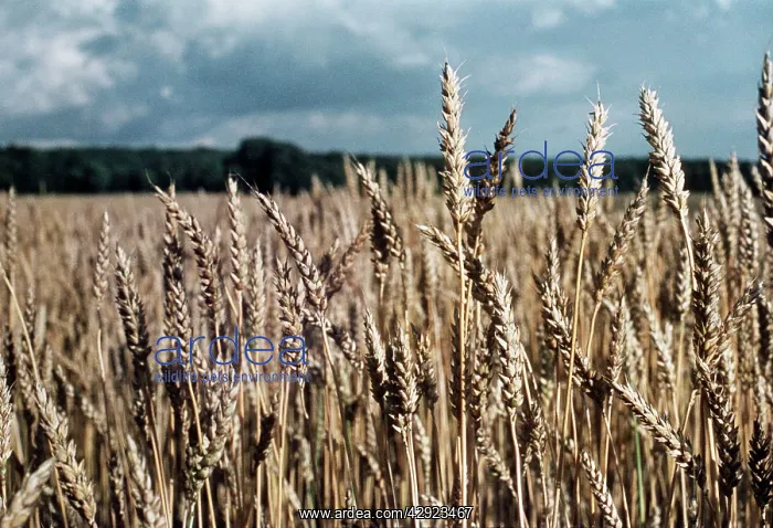  : WHEATFIELD