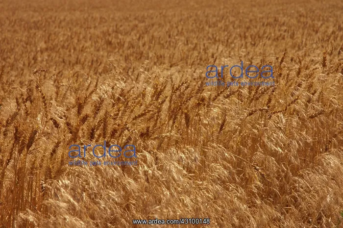 : Wheatfield : Wheatfield