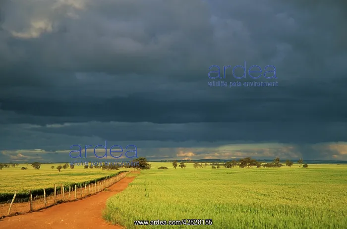 : Wheatfields and Approaching Storm : Wheatfields and Approaching Storm