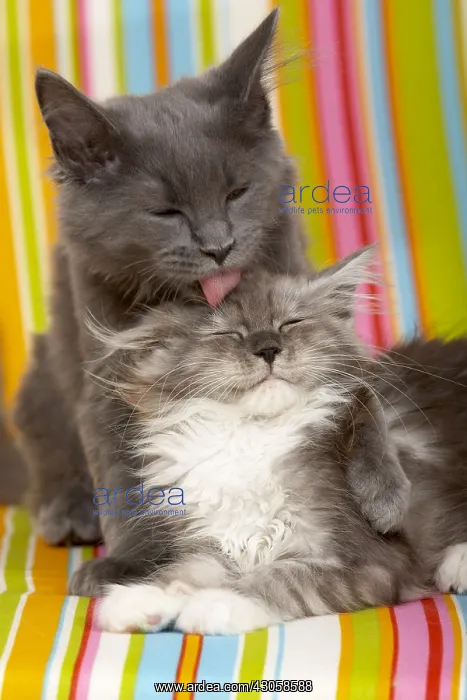 : Wheedle between two Maine Coons kittens on an armchair : Wheedle between two Maine Coons kittens on an armchair