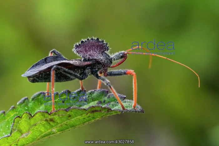 : Wheel Bug, Assassin Bug, Stink Bug, Cueva de los : Wheel Bug, Assassin Bug, Stink Bug, Cueva de los
