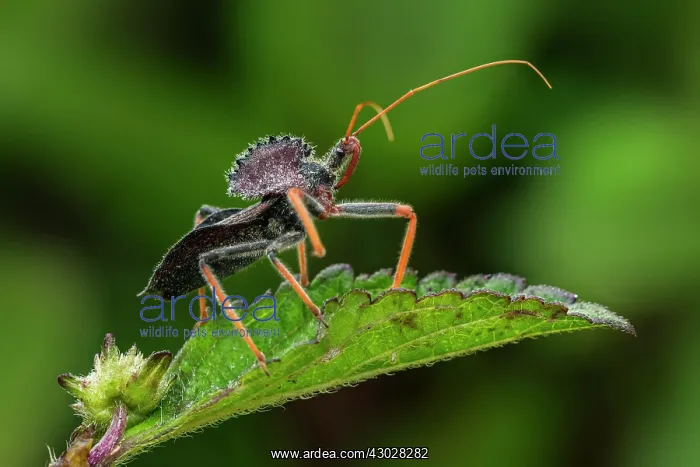 : Wheel Bug, Assassin Bug, Stink Bug, Cueva de los : Wheel Bug, Assassin Bug, Stink Bug, Cueva de los