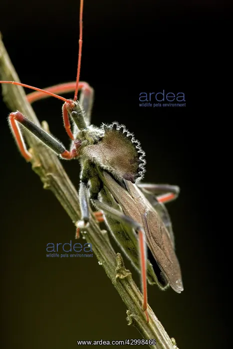 : Wheel Bug - family Reduviidae : Wheel Bug - family Reduviidae