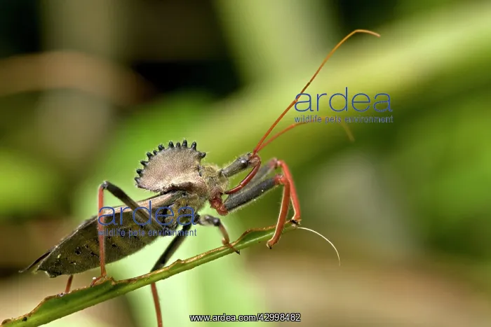 : Wheel Bug - family Reduviidae : Wheel Bug - family Reduviidae