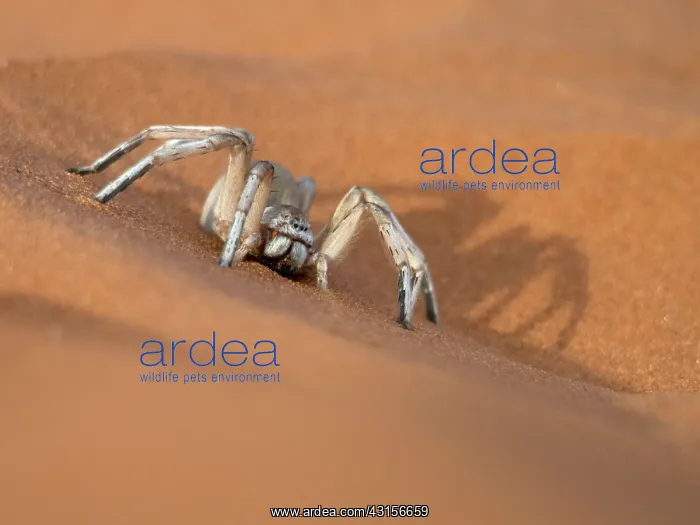 : Wheel Spider : Wheel Spider