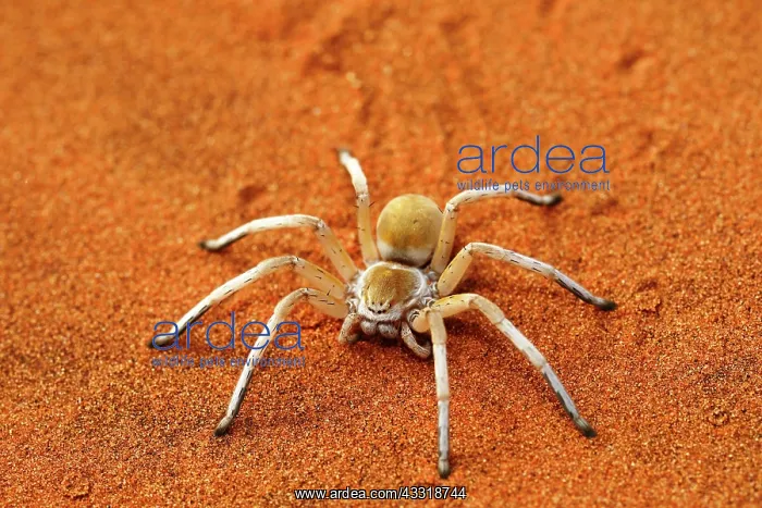 : Wheel Spider, White Dancing Spider, Tok Tokkie Trail : Wheel Spider, White Dancing Spider, Tok Tokkie Trail
