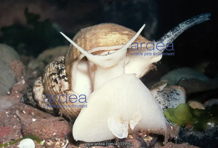  : WHELK (Buccinum)