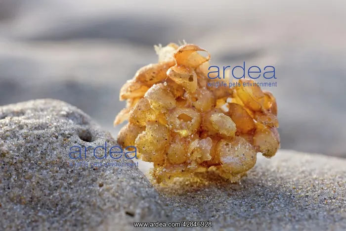 : Whelk - egg case on the beach : Whelk - egg case on the beach