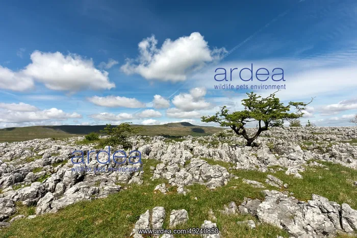 : Whernside - View From Southern Scales - Yorkshire Dales - UK : Whernside - View From Southern Scales - Yorkshire Dales - UK