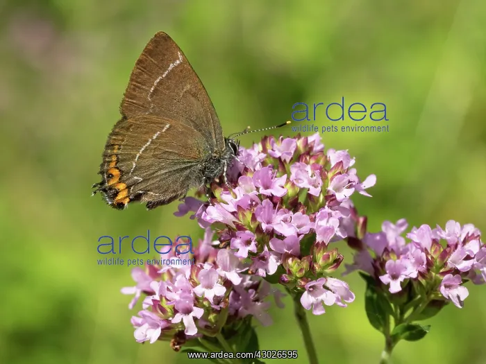 : Whie-letter hairstreak - Underside - on pink flower : Whie-letter hairstreak - Underside - on pink flower