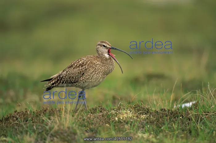 : Whimbrel (Numenius phaeopus). Breeds on tundra, upland moors, northern bogs : Whimbrel (Numenius phaeopus). Breeds on tundra, upland moors, northern bogs