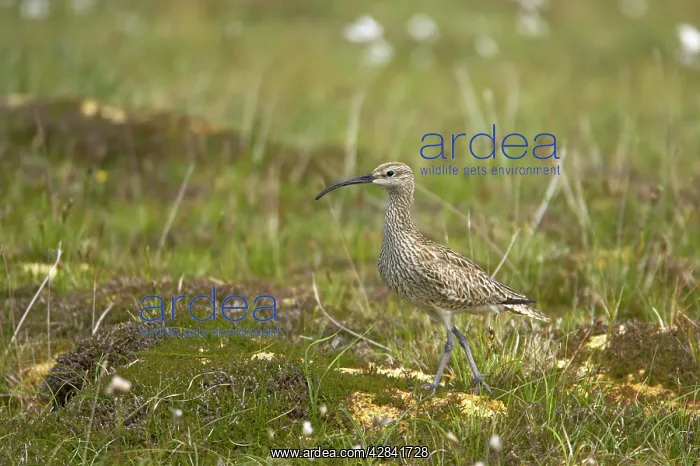  : Whimbrel (Numenius phaeopus). Shetland Mainland, UK