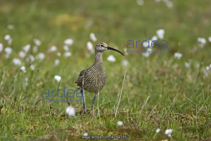  : Whimbrel (Numenius phaeopus). Shetland Mainland, UK