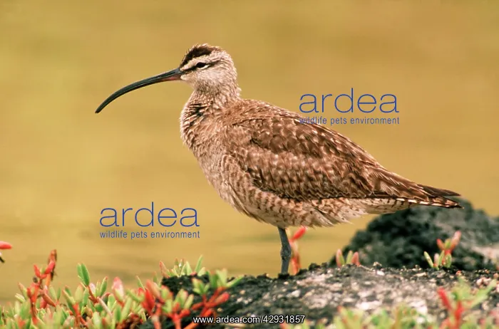 : Whimbrel (Numenius phaeopus Numenius phaeopus ). migrant visitor to Galapagos Islands : Whimbrel (Numenius phaeopus Numenius phaeopus ). migrant visitor to Galapagos Islands