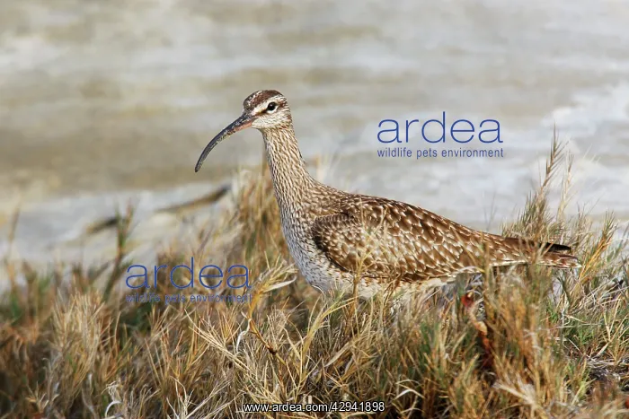  : Whimbrel (Numenius phaeopus). USA