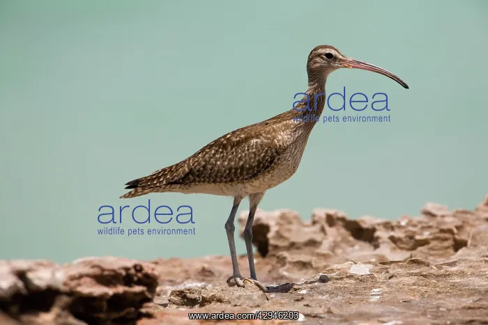 : Whimbrel (Numenius phaeopus variegatus). Roebuck Bay, Western Australia : Whimbrel (Numenius phaeopus variegatus). Roebuck Bay, Western Australia
