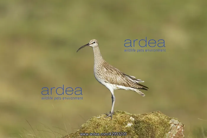  : Whimbrel (Numenius phaeopus). Shetland, UK