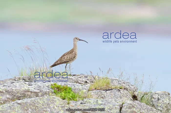 : Whimbrel (Numenius phaeopus phaeopus) adult standing on rock formation : Whimbrel (Numenius phaeopus phaeopus) adult standing on rock formation