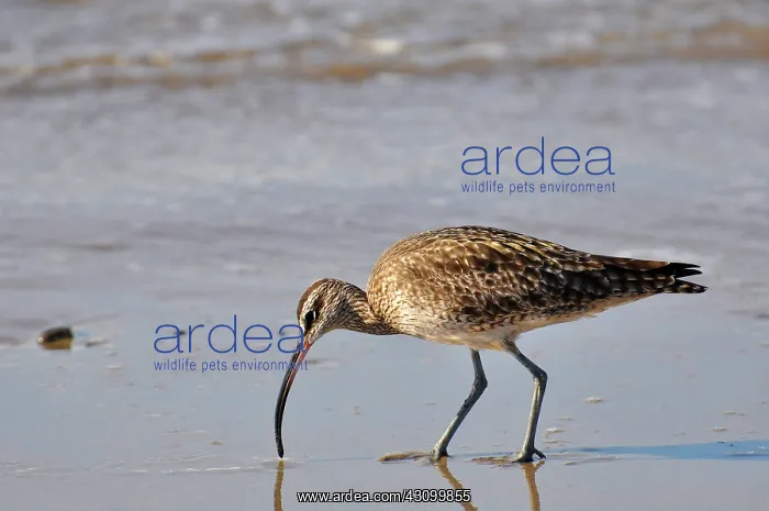 : Whimbrel (Numenius phaeopus) searching for food at low tide along a beach : Whimbrel (Numenius phaeopus) searching for food at low tide along a beach