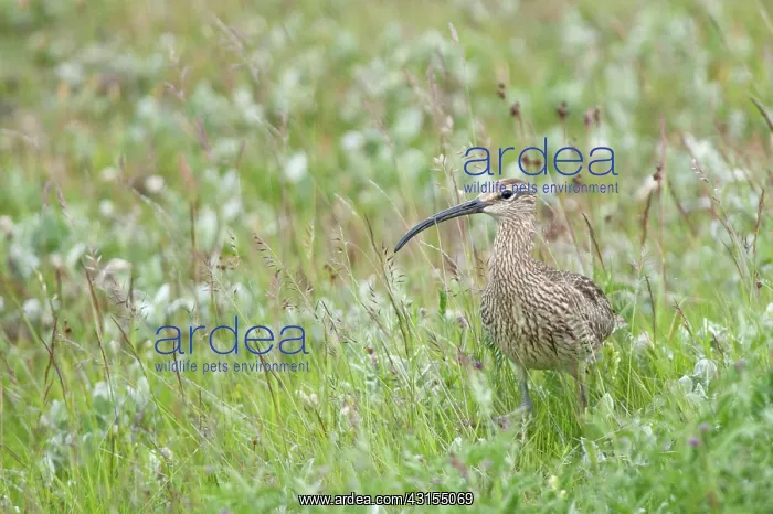 : Whimbrel (Numenius phaeopus) in the grass : Whimbrel (Numenius phaeopus) in the grass