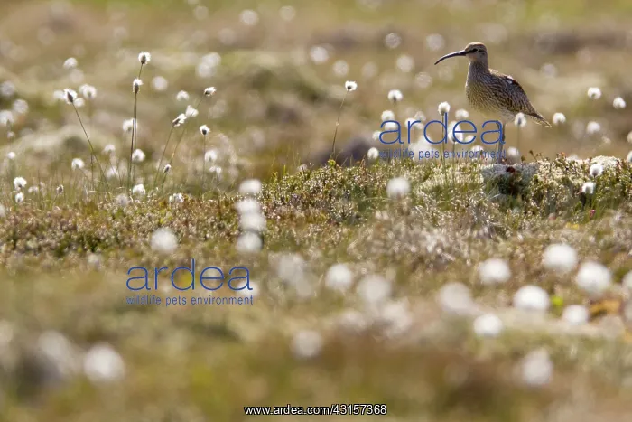 : Whimbrel (Numenius phaeopus) standing on a fen : Whimbrel (Numenius phaeopus) standing on a fen