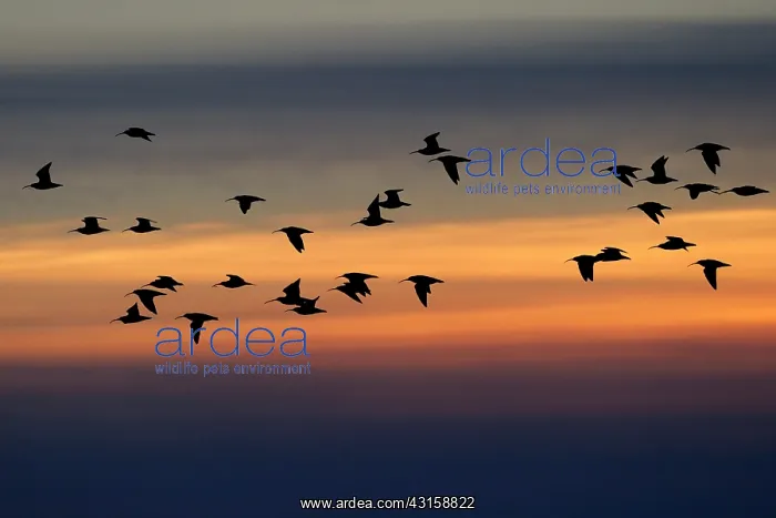 : Whimbrel (Numenius phaeopus) a group in flight against sunset : Whimbrel (Numenius phaeopus) a group in flight against sunset