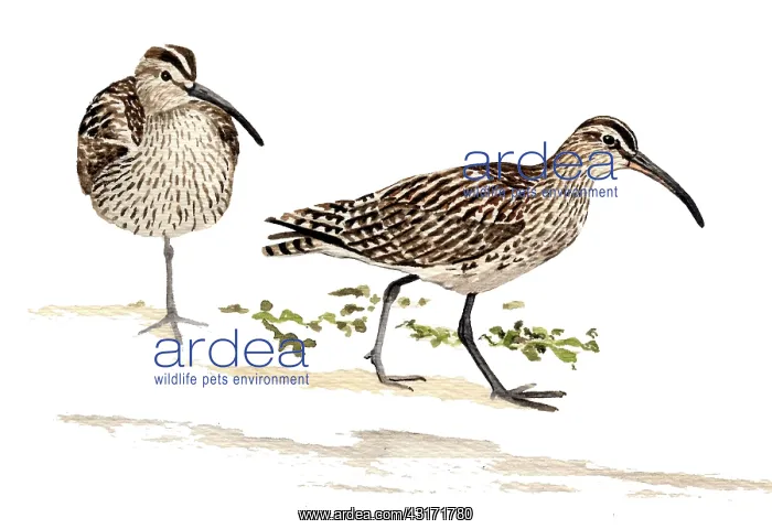: Whimbrel (Numenius phaeopus) adults, one in front view showing prominent : Whimbrel (Numenius phaeopus) adults, one in front view showing prominent