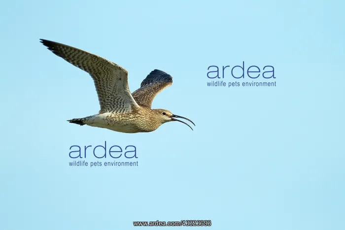 : Whimbrel (Numenius phaeopus) in flight against the sky, Iceland, Reykjanes : Whimbrel (Numenius phaeopus) in flight against the sky, Iceland, Reykjanes