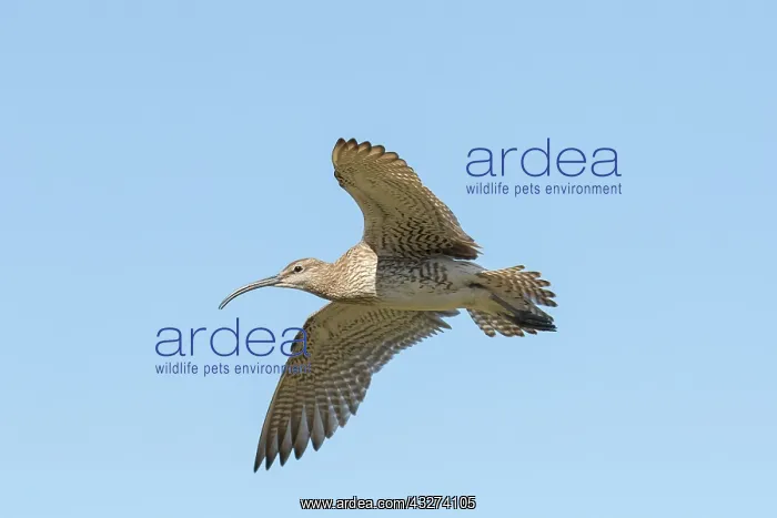 : Whimbrel - adult bird in flight - Iceland : Whimbrel - adult bird in flight - Iceland