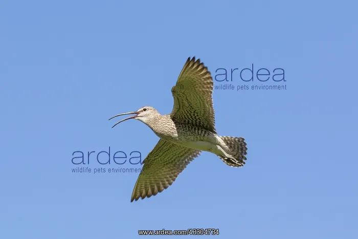  : Whimbrel - adult bird in flight - Iceland