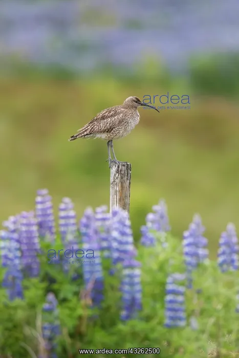 : Whimbrel - adult bird - Island : Whimbrel - adult bird - Island
