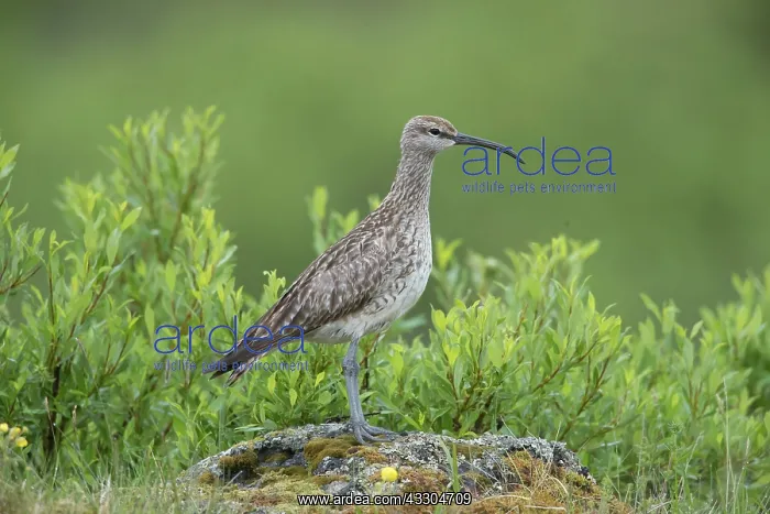 : Whimbrel - adult bird - Island : Whimbrel - adult bird - Island