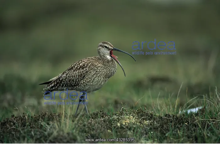 : WHIMBREL - beak open, showing tongue : WHIMBREL - beak open, showing tongue