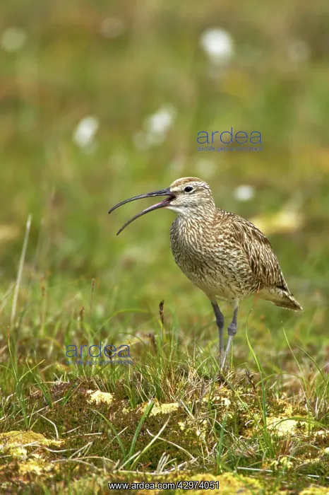 : Whimbrel - calling : Whimbrel - calling