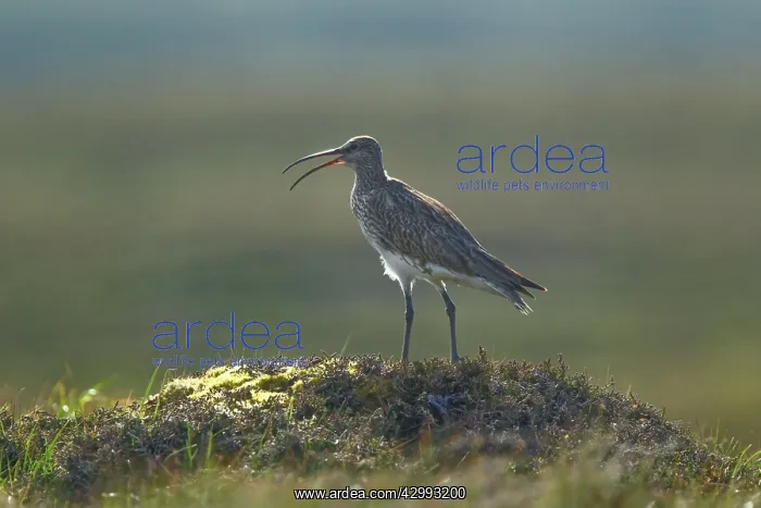 : Whimbrel - calling : Whimbrel - calling