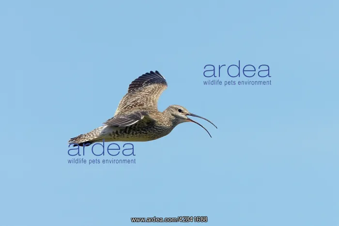 : Whimbrel - calling in flight : Whimbrel - calling in flight