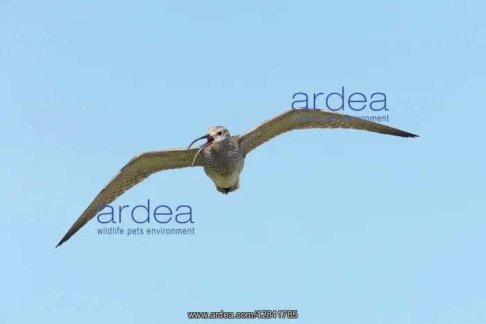 : Whimbrel - calling in flight : Whimbrel - calling in flight