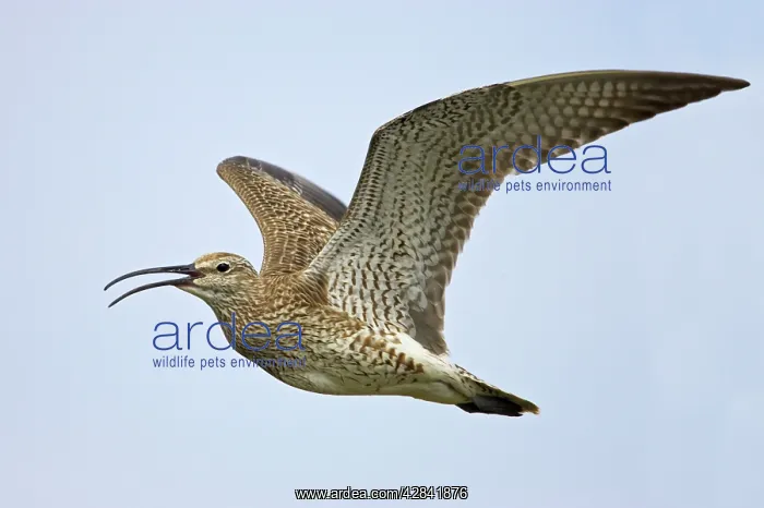 : Whimbrel - calling in flight : Whimbrel - calling in flight