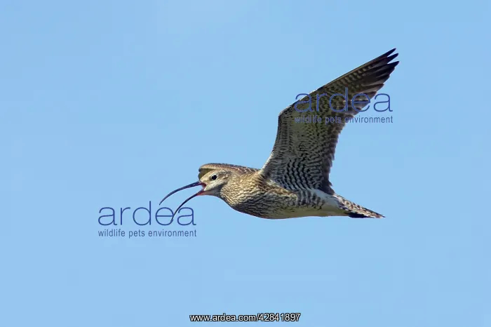 : Whimbrel - calling in flight : Whimbrel - calling in flight