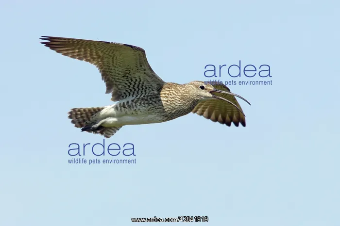 : Whimbrel - calling in flight : Whimbrel - calling in flight