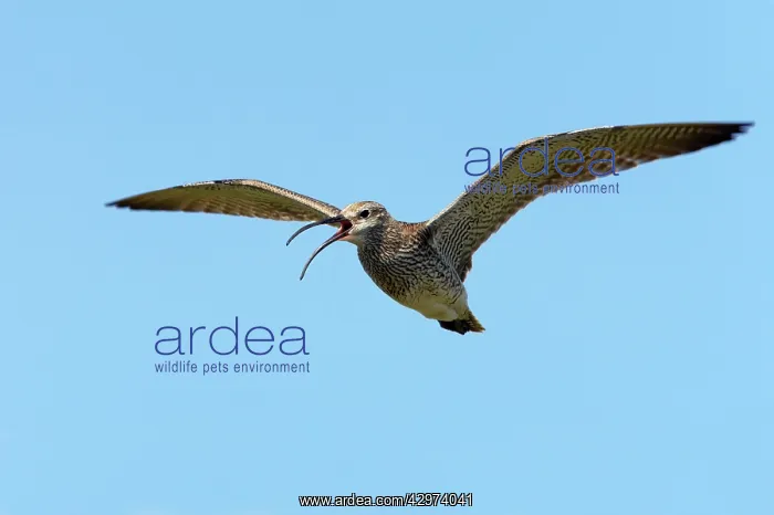 : Whimbrel - Calling in flight : Whimbrel - Calling in flight