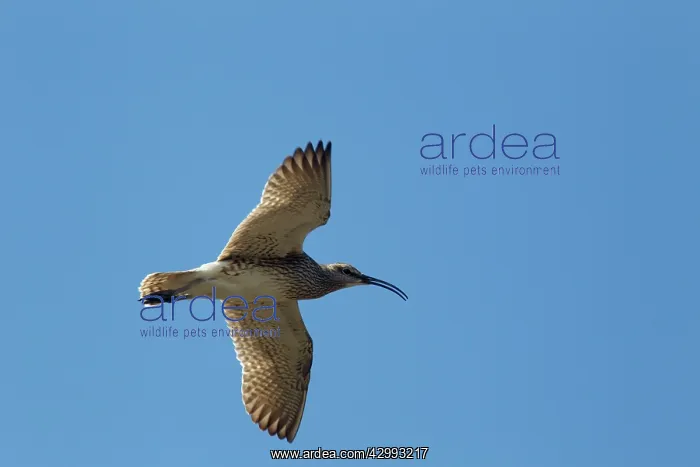 : Whimbrel - calling in flight : Whimbrel - calling in flight
