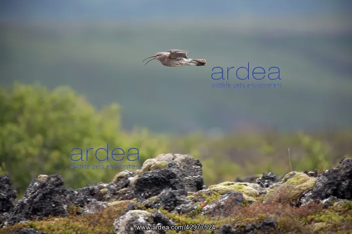 : Whimbrel - calling in flight over breeding territory : Whimbrel - calling in flight over breeding territory