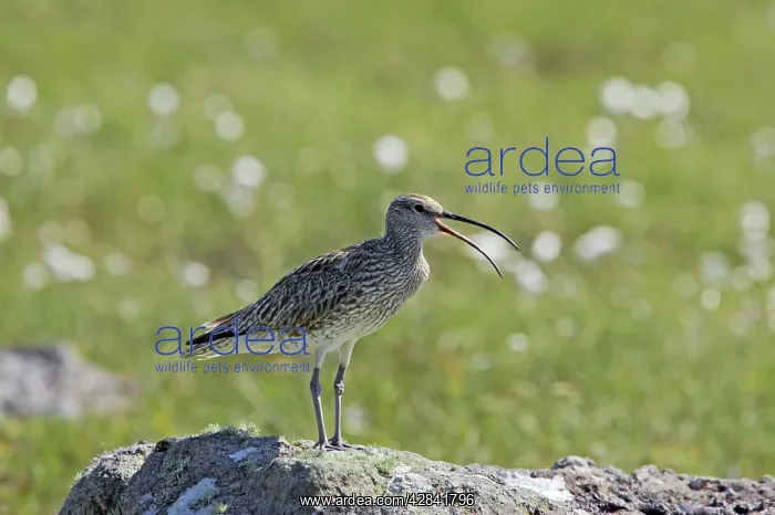 : Whimbrel - calling from rock : Whimbrel - calling from rock