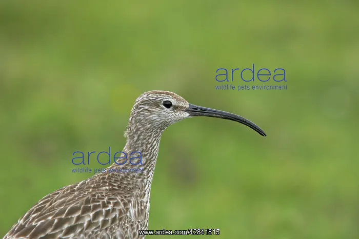: Whimbrel - close up showing head markings : Whimbrel - close up showing head markings