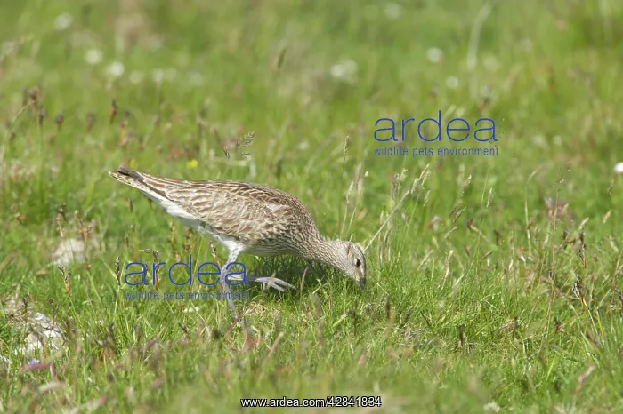 : Whimbrel - feeding : Whimbrel - feeding
